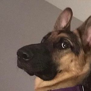 Meet your Posher, Gerry